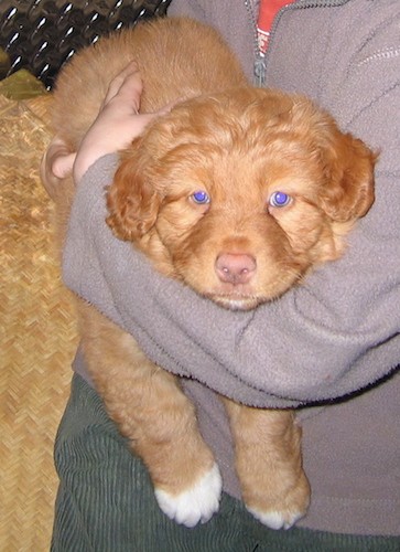 nova scotia duck tolling retriever blue eyes