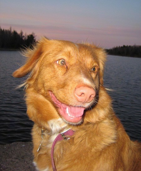 Head and upper body shot of an orange dog with copper eyes and a liver colored nose sitting in front of water with a sunset in the background.