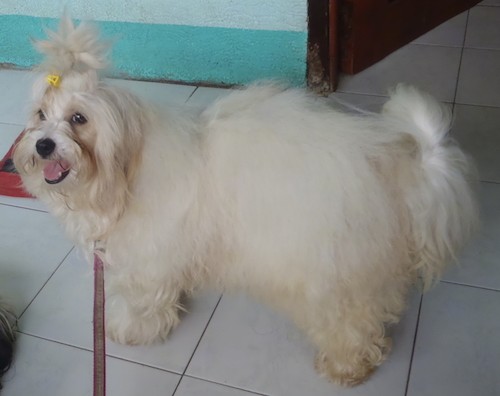 Side view of a thick coated, white dog with a massive amount of long fur, a tail that is curled up over her back and her hair pulled up in a top knot over her head above her long ears that hang down to the sides, a black nose and dark eyes.