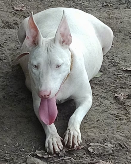 A pregnant white dog with a short coat and large ears that stand up to a point laying down in the dirt outside with a huge belly of puppies