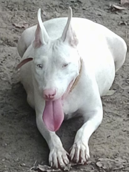 A pure white shorthaired dog with a huge pregnant belly full of puppies laying down outside in the dirt with her long pink tongue hanging out and large perk ears standing straight up