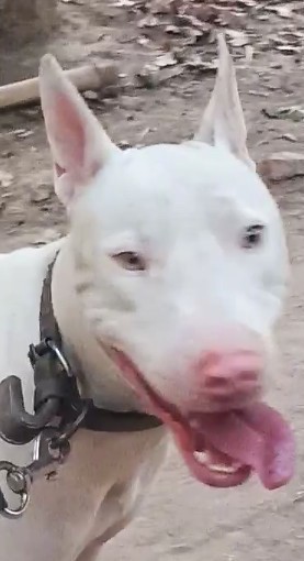 Front view head shot of a pure white dog with pointy perk ears that stand straight up, light colored eyes, a pink nose and pink tongue outside on a tie out
