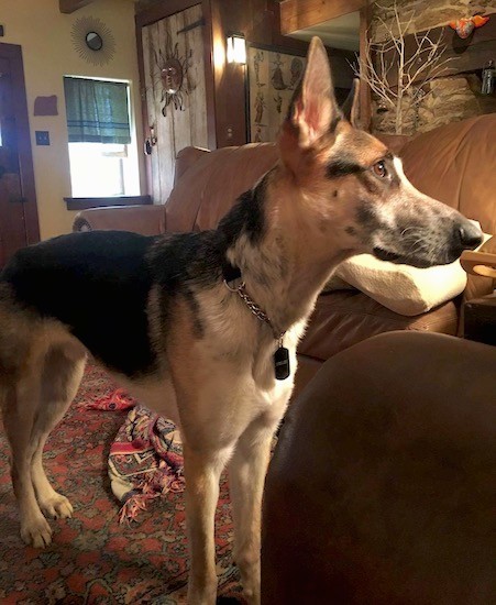 Front side view of a tricolor black, white and tan shepherd dog standing in a living room in front of a brown leather couch.