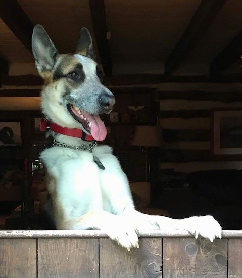 A large breed tricolor shepherd dog standing up on his hind legs looking out the open part of a barn door with his pink tongue hanging out wearing a chain collar.