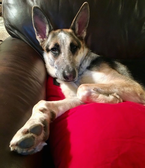Head and upper body shot of a tricolor shepherd dog with large perk ears and big paws laying down on a brown leather couch