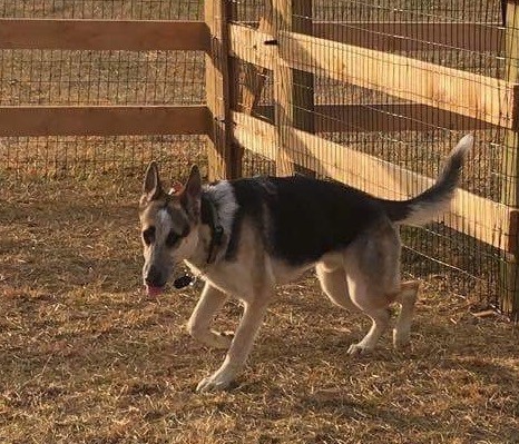 A tricolor shepherd dog running inside of a wooden slit rail fence with his tongue hanging out.