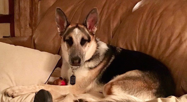Side view of a tricolor shepherd dog laying down on a brown leather couch. The dog has large perk ears and a long snout.