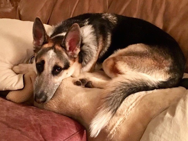 A black, tan and white shepherd dog laying down on top of a tan blanket on a brown leather couch. The dog has dark eyes and a long snout.