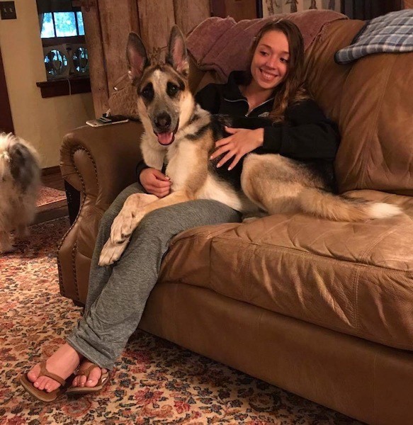 A tan, black and white shepherd dog sitting on the lap of a smiling girl who is sitting on a brown leather couch.