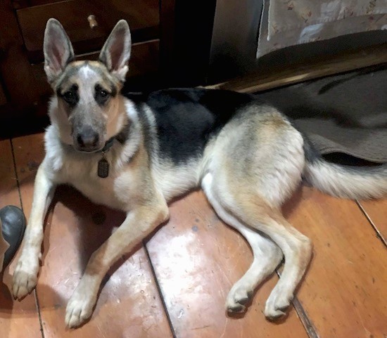 Side view of a tricolor shepherd dog laying down on a hardwood floor.