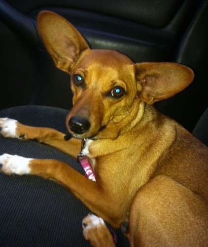 A brown shorthaired dog with very large, wide-set, perk ears, a long muzzle, big round brown eyes, a wide forehead and a black nose with white on her paws laying down on a seat of a car.
