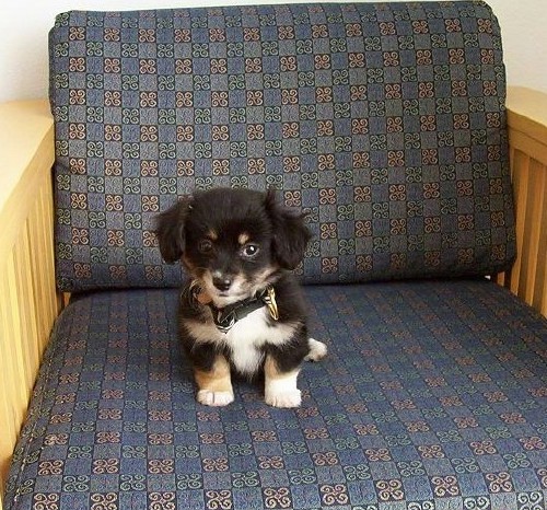 A tiny little black, tan and white puppy sitting on a blue chair. She is so small she makes the chair look big. The pup has a black nose and dark eyes.