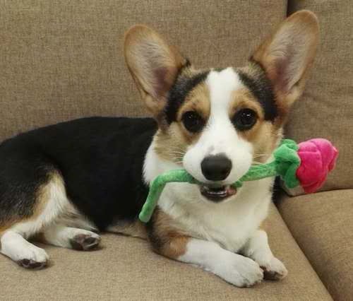 Side view of a tricolor black, white and brown dog with short legs and large ears that stand up laying down on a tan couch with a stuffed pink rose flower with a green stem in his mouth.