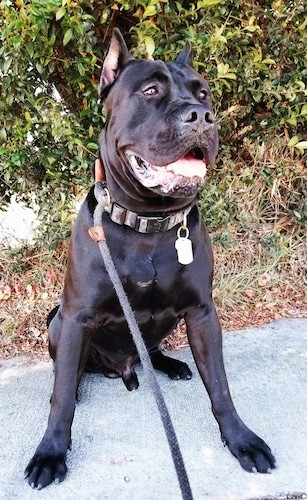 A shiny black, thick coated, muscular dog with extra skin, large dewlaps and cropped ears wearing a thick collar sitting down on a sidewalk.