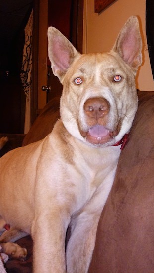 A tan large breed dog that looks like a shepherd with large perk ears, a brown nose, almond shaped light blue colored eyes, brown lips and a thick neck sitting down on a brown couch with his tongue showing.