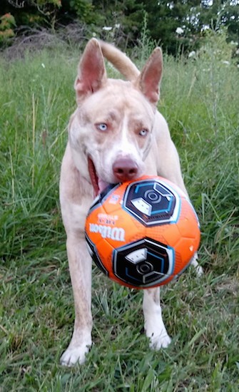 blue nose pit mixed with husky