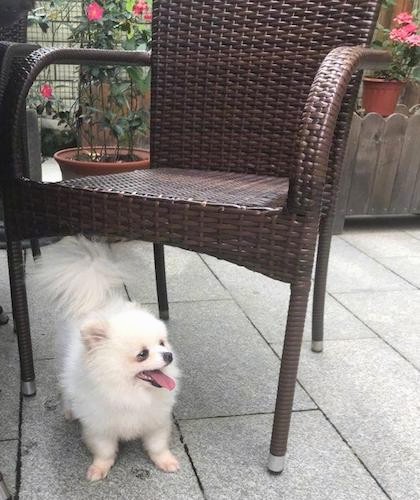 A little, fluffy white toy sized dog with small perk ears and a tail with long hair fringed on it curled up over her back standing outside on a flagstone deck standing under a brown wicker chair.