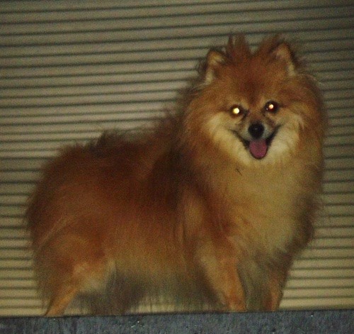 A fluffy thick coated orange dog with a lighter tan under her chin with a little black nose, small perk ears and a smile on her face standing at the top of a stairway.