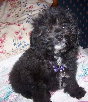 poodle mixed with a pomeranian