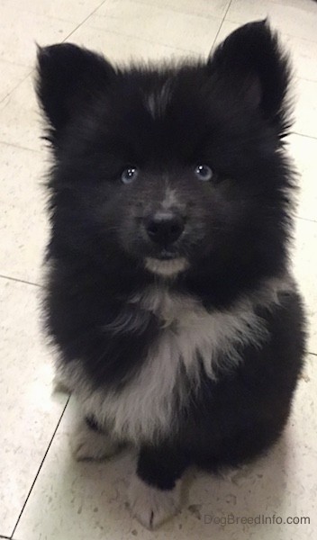 Front view of a thick coated fluffy black dog with a white chest and blue eyes sitting down on a white tiled floor. The pup has small perk ears that stand up in the air and a black nose and a white chin with white on the tips of his paws.