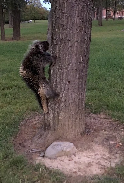 A small animal with pointy quills all over it climbing up a big tree