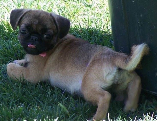 Back side view of a pudgy tan with black puppy looking back at the camera with its little pink tongue showing. It has a black face and  tan body with a tail that curls at the end.