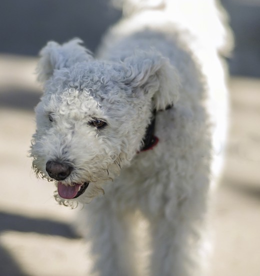 white pumi dog