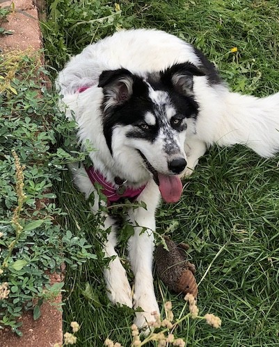 great pyrenees and husky mix