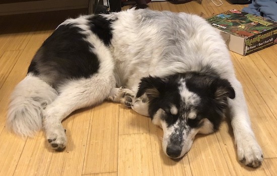 A large breed dog with a very thick white and black coat and a long tail with thick fur on it laying down on a hardwood floor next to a big book