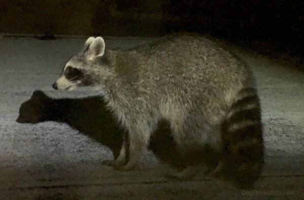 Side view of a small gray animal with a black mask, small perk ears that are rounded at the tips and a long black and gray striped tail with a thick coat.