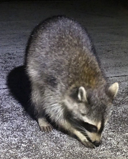 Front view of a small gray animal with a black mask, small perk ears that are rounded at the tips smelling the roof of the building it climbed up onto.