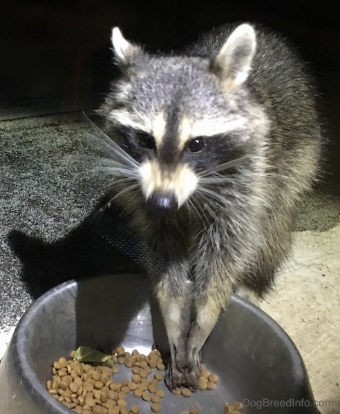 Front view of a small gray animal with a black mask, small perk ears that are rounded at the tips eating cat food out of a medal bowl with its paws hanging over the bowl and its lips curled slightly.