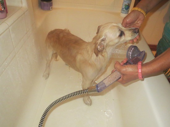 A little white with tan dog all wet in a bathtub with a person squirting him with water using a shower head. The dog has a long thin skinny muzzle and a brown nose. His ears are pinned back.