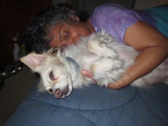 A small white dog with perk ears and longer fringe hair on his head, legs and back laying sideways on a person's bed with a woman in a purple shirt hugging him. The bed has a blue comforter on it.