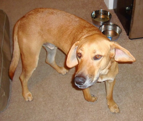 Side view of a tall, large light brown dog with, copper eyes, long soft ears that are flying out to the sides as the dog turns on a tan carpet with food bowls behind him.