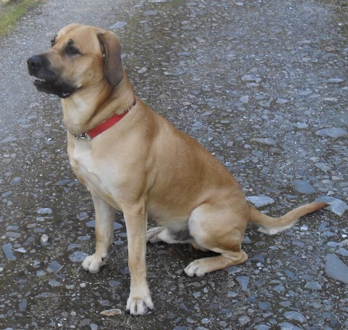 A large, thick, muscular tan with black dog sitting down in the street. The dog has darker ears that hang down to the sides, a black muzzle and a tan body with a long tan tail, dark eyes and is wearing a red collar.