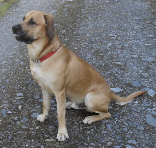 rhodesian ridgeback mix puppies