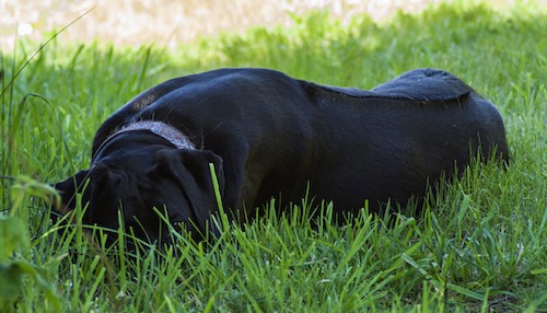 A big black dog with a shiny solid soft black coat laying down in grass. The dog has a line down her back where the hair goes in a different direction.
