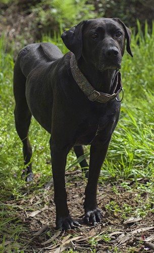 A large breed solid black dog with a line of hair going down her back that sticks up, soft ears that hang down to the sides and dark round eyes standing outside in dirt and grass.
