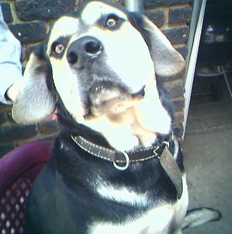 A large breed tan and black dog with brown eyes and a large black nose wearing a brown leather collar sitting on a plastic purple chair with a hand on the back of his head. The dog's long ears hang down to the sides.