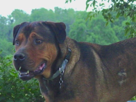 A large breed black and tan dog with a big head and a thick body with ears that hang down to the sides standing outsdie with green trees behind him.