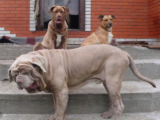 A large tan dog with a huge head, a big body, long tail and massive wrinkles on his head with ears hanging to the sides standing on the front steps in front of a brick house with two other dogs sitting next to him higher on the steps