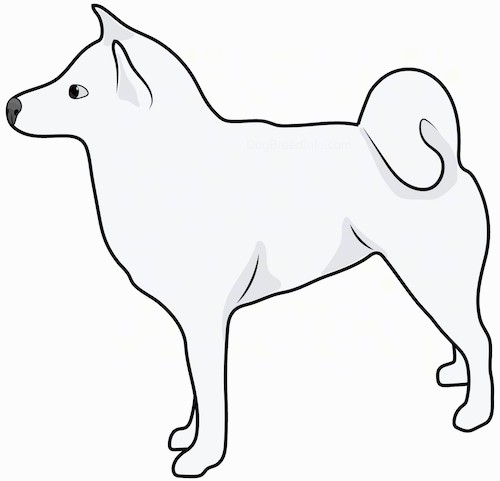Side view drawing of a white, fluffy dog with a ring tail that curls over its back and small perk ears.