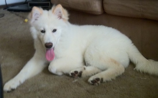 A fluffy, adorable soft looking white dog with small, triangular, pointy, perk ears, dark almond shaped eyes and a blacknose laying down on a tan carpet with her pink tongue hanging out.