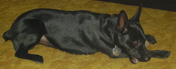 Side view of a short coated black dog with perk ears that stand up, a small tiny nub of a tail laying down on a yellow carpet with her paws wrapped around a rawhide bone chewing on it.
