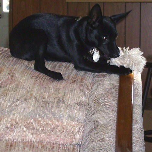 A black dog with short hair and large perk ears laying on the top of a tan couch chewing on a white rope toy.