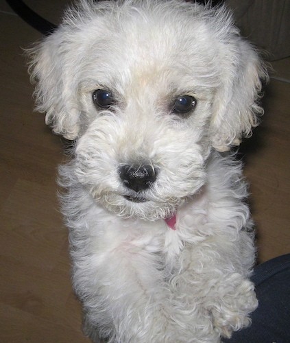 A small fluffy longhaired, white dog jumped up with her front paws on a person's knee. The pup has a black nose, black lips, round black eyes and ears that hang down to the sides.