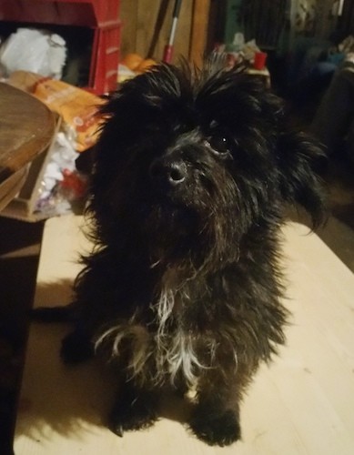 A fluffy longhaired black dog with white on her chest, dark round eyes and a black nose sitting on a table.