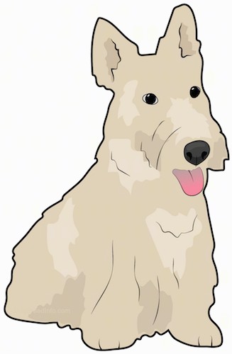 Front side view drawing of a small, long coated, tan dog, a boxy long square muzzle, a big black nose and perk ears with its pink tongue hanging out sitting down.