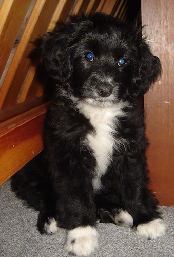 A soft looking black dog with white on her chest and paws, round dark eyes and a black nose sitting on a gray carpet under a wooden table.